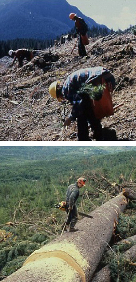 カナダの木の伐採